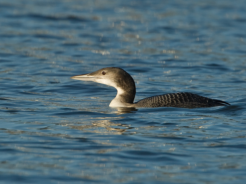 Gavia immer IJsduiker Great Northern Diver